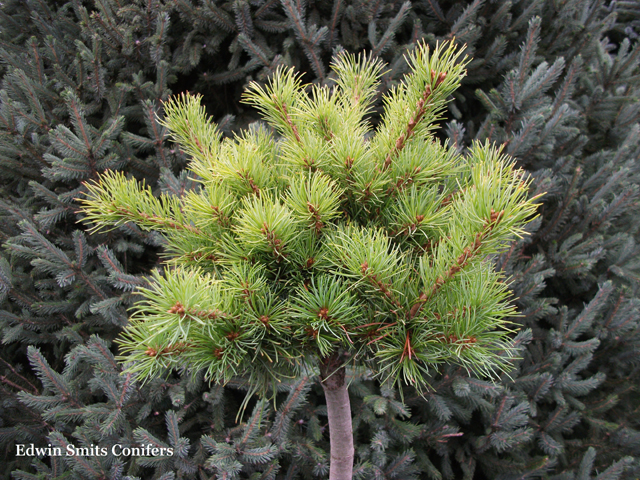 Pinus parviflora 'Nellie D' (M-par-6)